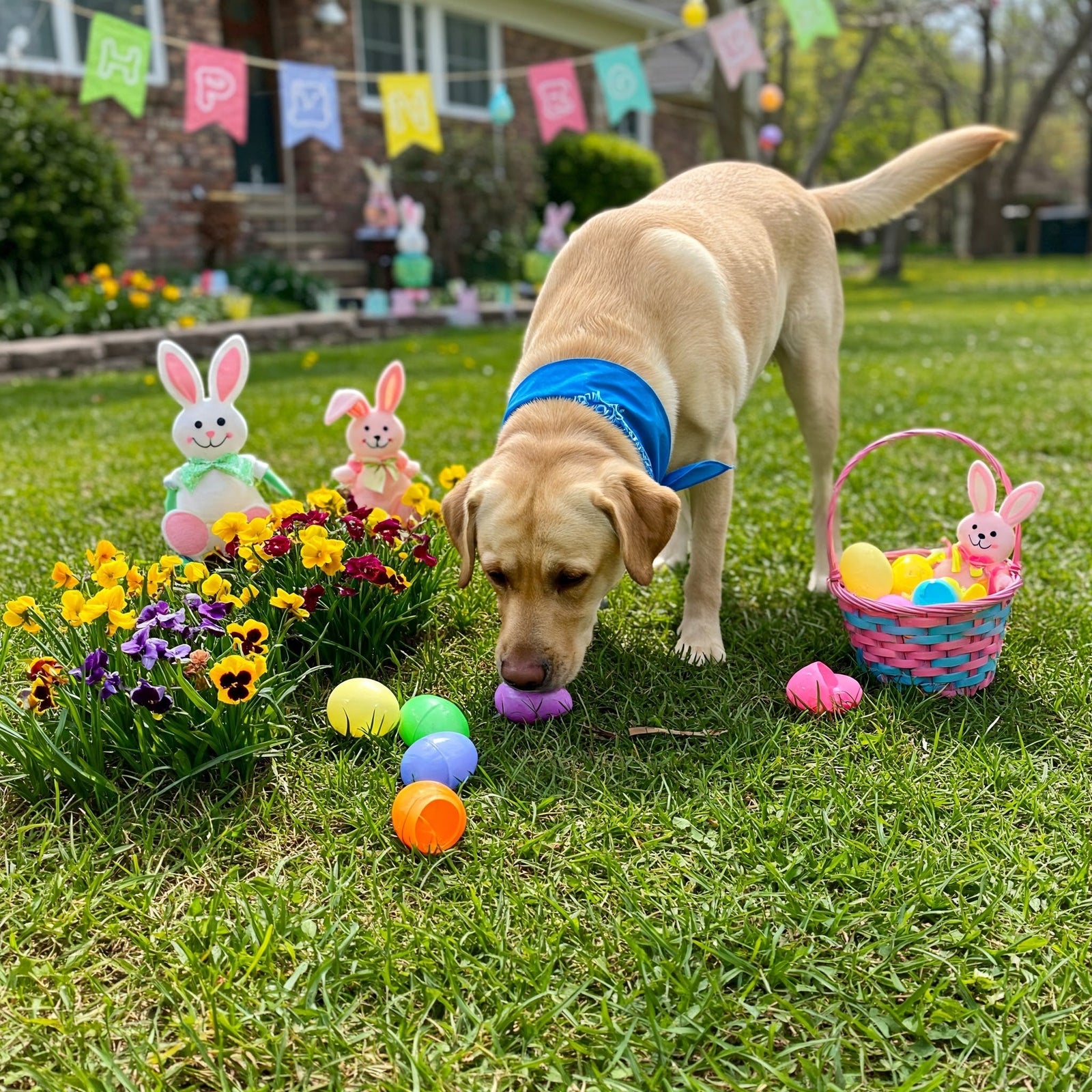 How to Host the Ultimate Easter Egg Hunt for Your Dog