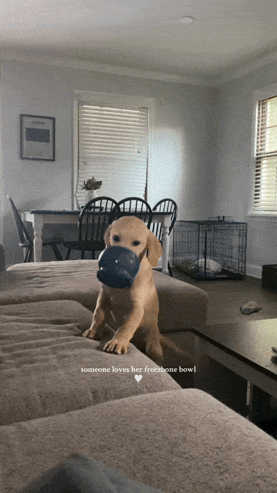 The Toughest Dog Toys That Actually Last