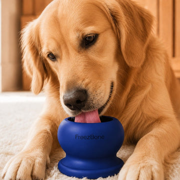 Golden retriever licking a filled navy Freezball