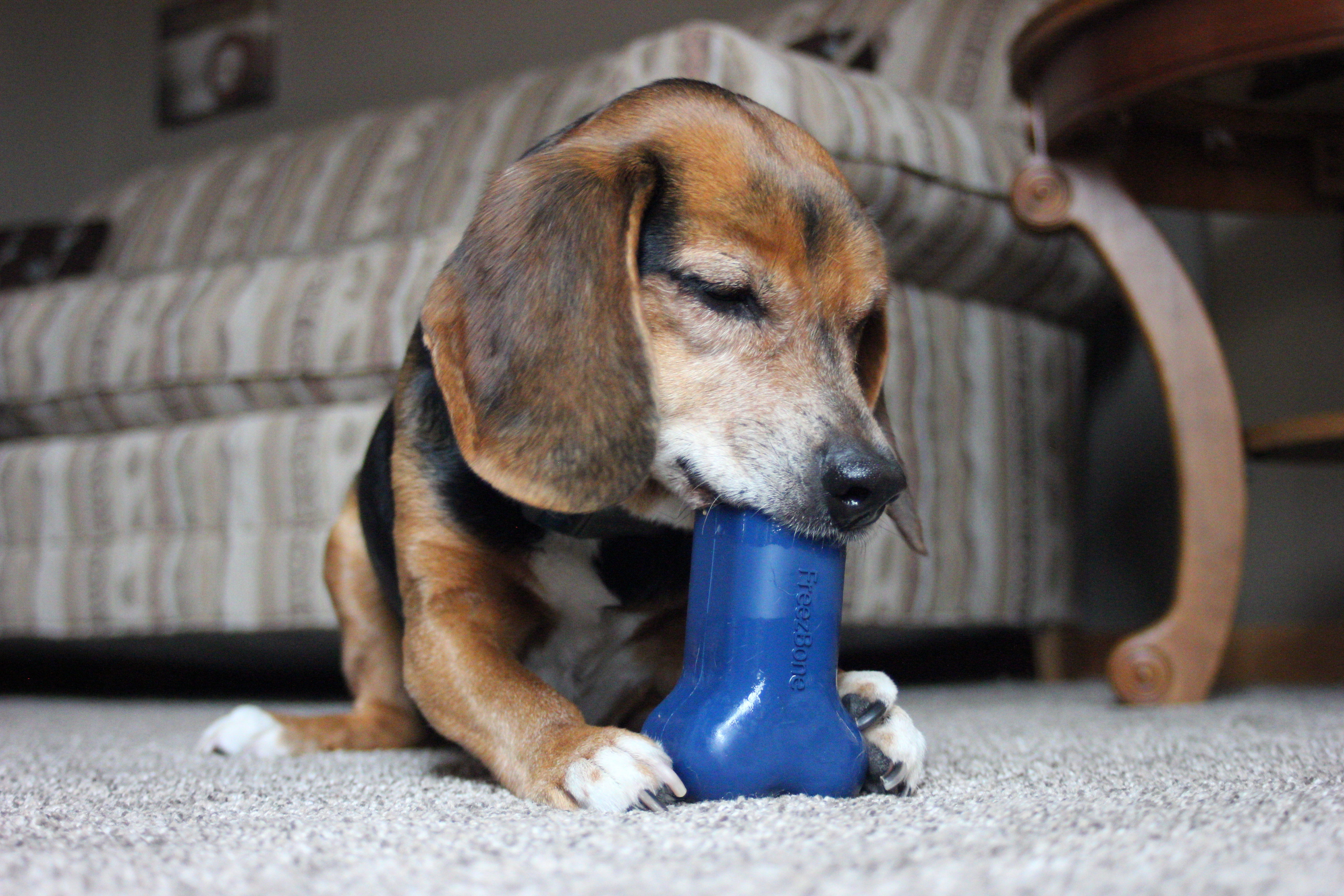 10 Heart-Melting Photos of Dogs Enjoying Their Freezbone (Guaranteed to Make You Smile)