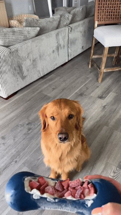 Dog Dental Chews vs Toys: Which Is Better for Oral Health?