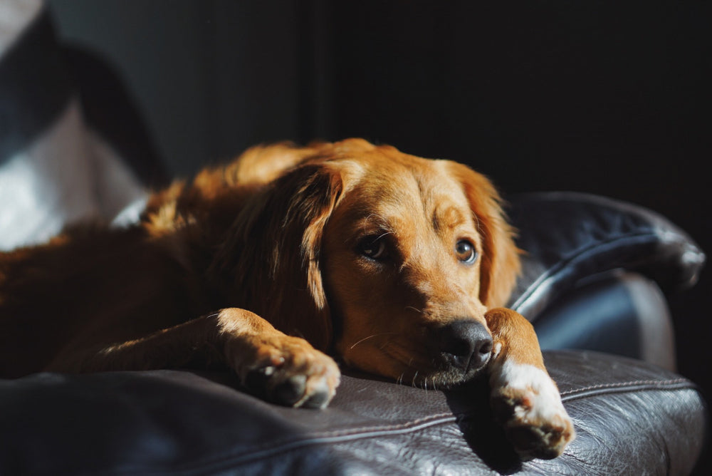 Are You a Bad Dog Parent? 5 Signs You Might Be Neglecting Your Pup's Needs?