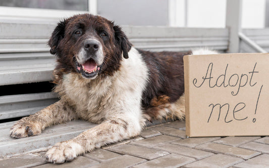 Meet the Seniors: Heart-warming Stories of Older Pets Finding Forever Homes