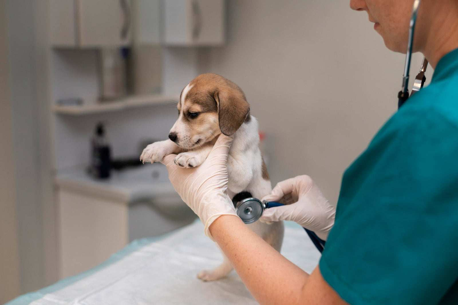 Diabetes in Pets: Causes, Signs & What You Can Do
