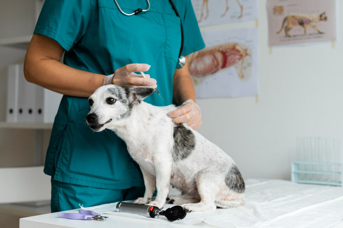 Can a Vaccinated Dog Still Be Exposed to Rabies?