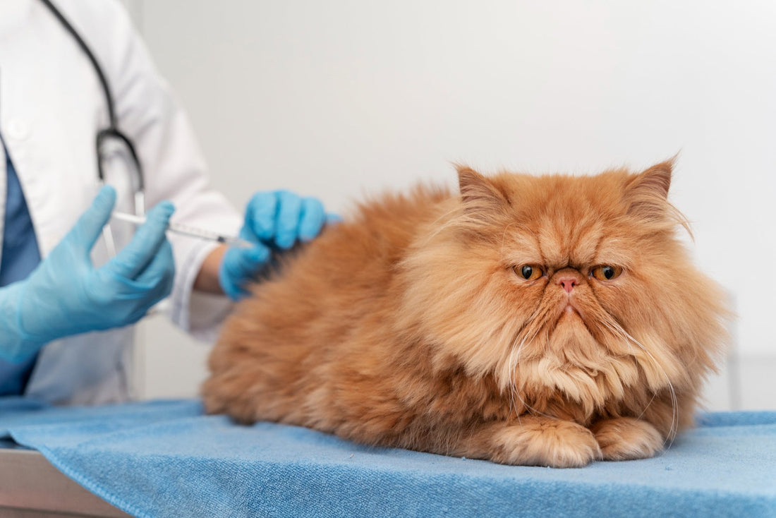 Cats & Rabies: What Every Parent Should Know