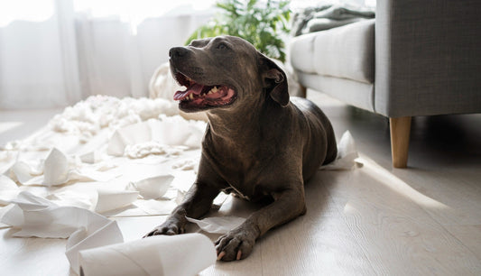 Toys for Separation Anxiety in Dogs: How Stimulating Toys Can Help? – Freezbone