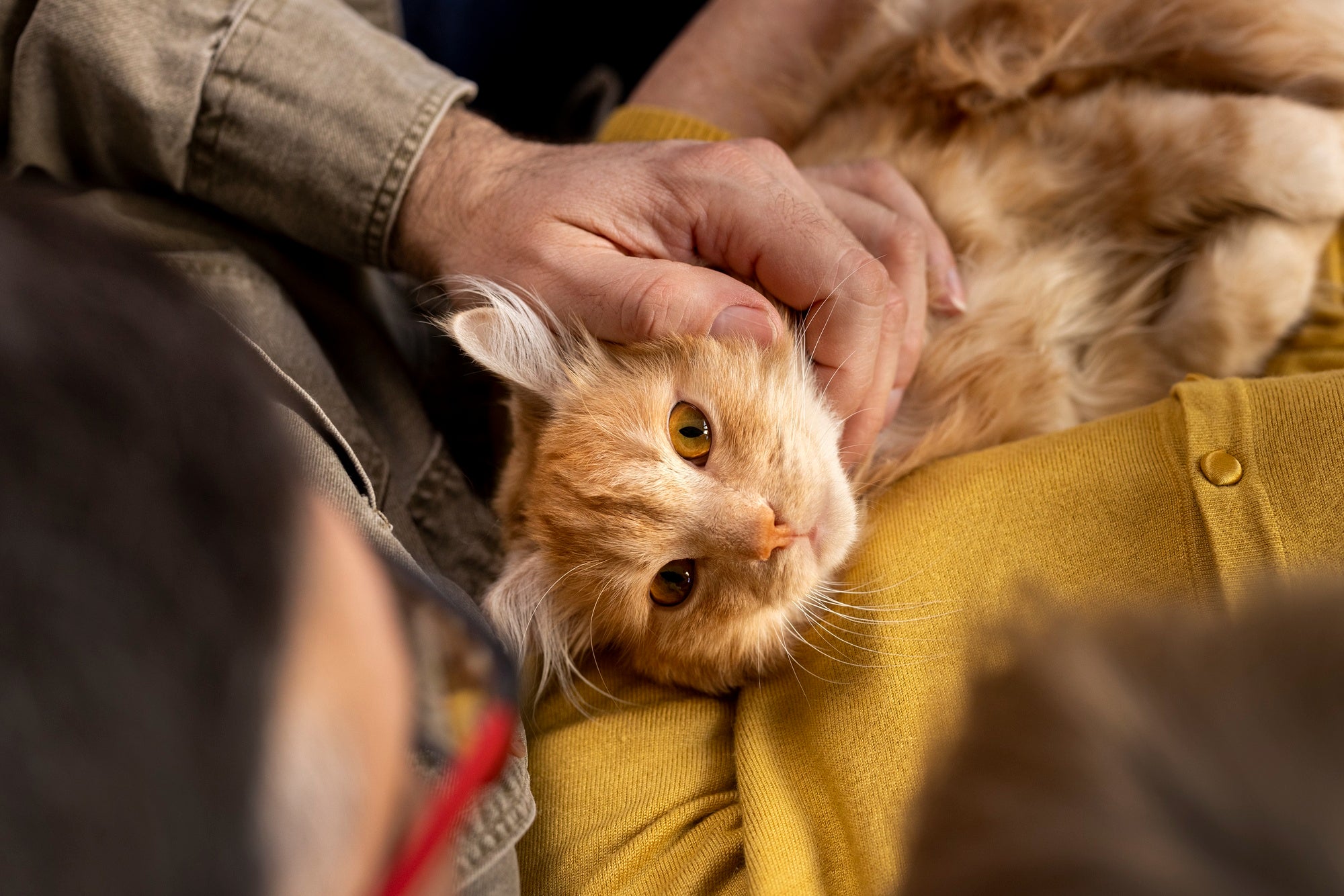The First 30 Days After Adopting a Rescue Cat: A Complete Health Guide ...