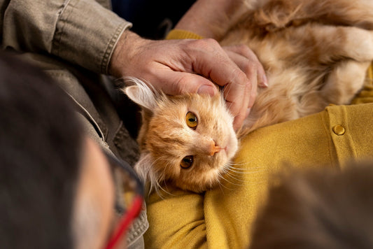 The First 30 Days After Adopting a Rescue Cat: A Complete Health Guide