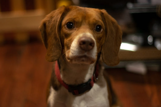 The Look Your Dog Gives You When They're Bored... (And How to Avoid It) – Freezbone