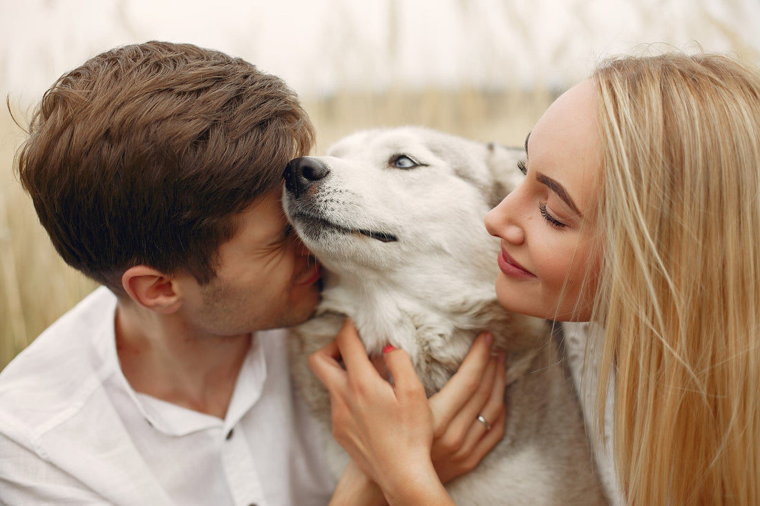 Lost but Found: Heartwarming Lost Dog Success Stories
