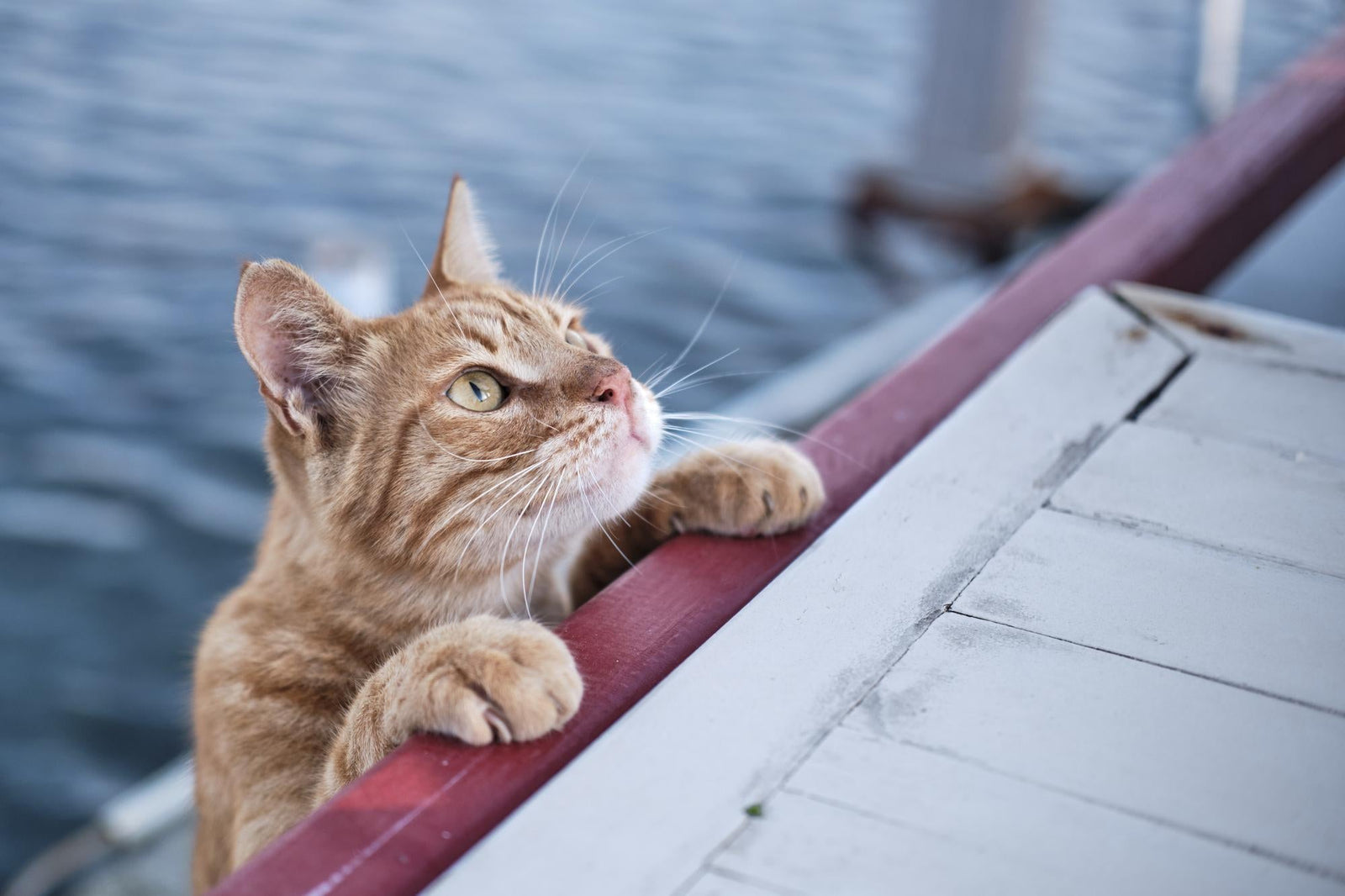 5 Mistakes Cat Owners Make During Summer (And How to Fix Them)