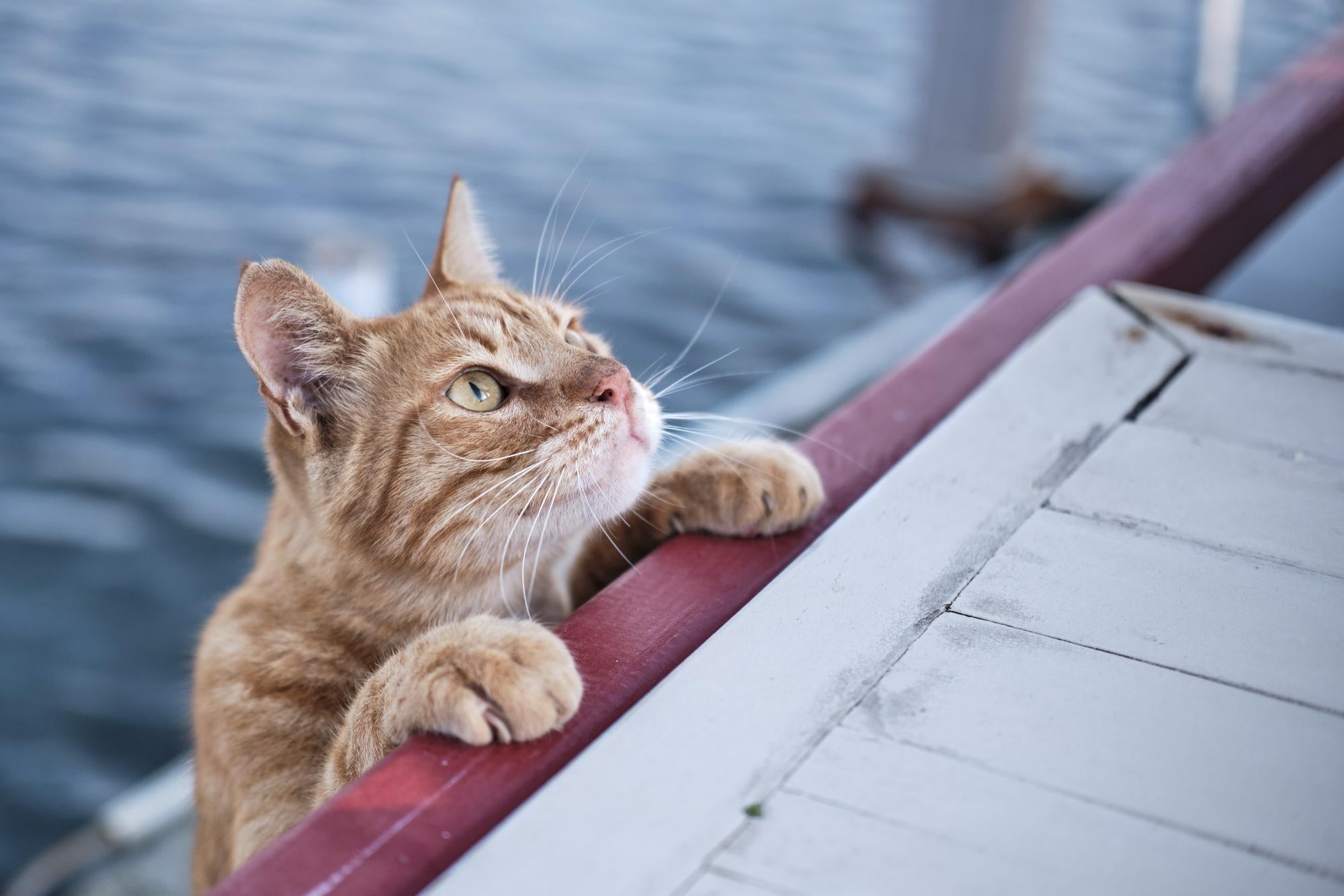 5 Mistakes Cat Owners Make During Summer (And How to Fix Them)