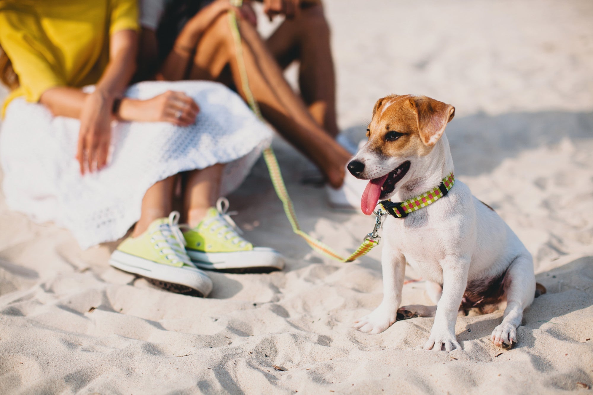 7 Mistakes Dog Owners Make During Dog Days Of Summer (And How to Fix Them)