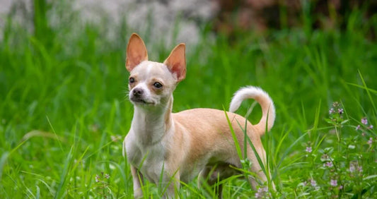 Chihuahua Enrichment and Feeders: Big Brain, Small Dog, Real Boredom