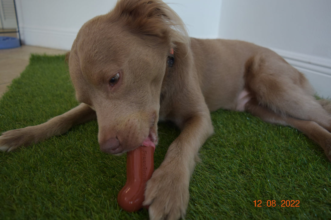 7 tips on how to stop your dog from digging? – Freezbone