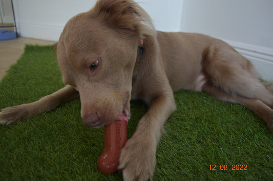 7 tips on how to stop your dog from digging? – Freezbone