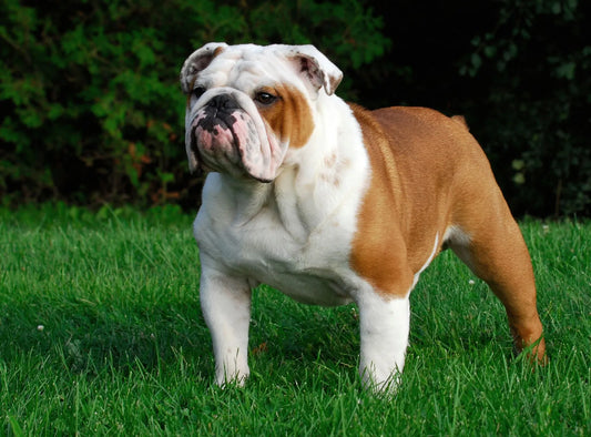 English Bulldog Enrichment and Feeders: Low Energy Does Not Mean Low Needs