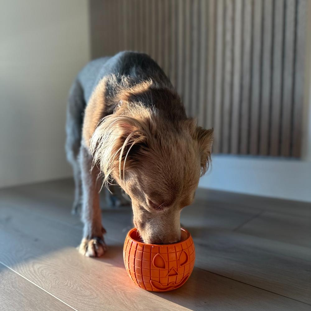 Can Dogs Eat Pumpkin Purée? Portions, Freezing and the One Tin to Avoid