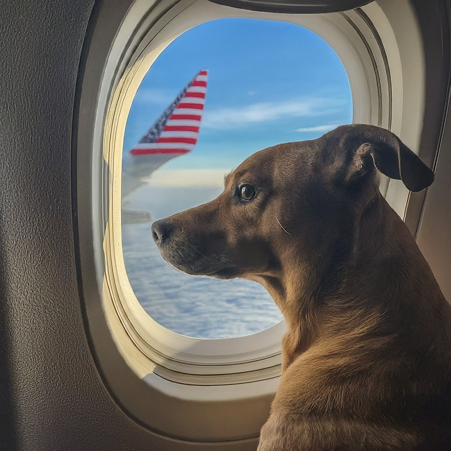 What the New Dog Import Rules Mean for U.S. Pet Owners