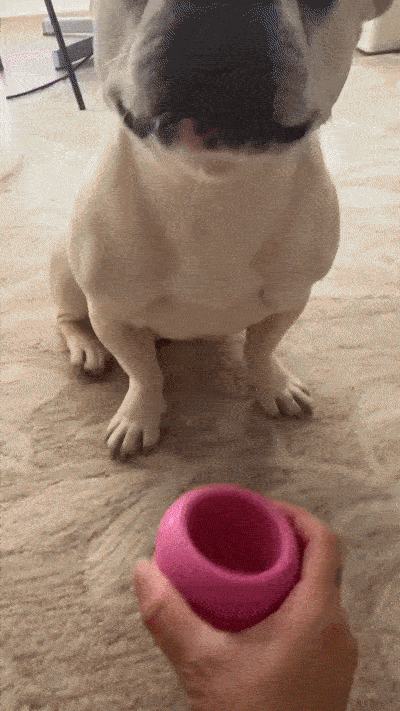 Separation Anxiety Solutions: Can Licking Really Calm Your Dog?