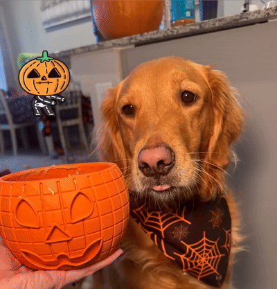 5 Ways to Include Your Dog in Trick-or-Treating Fun