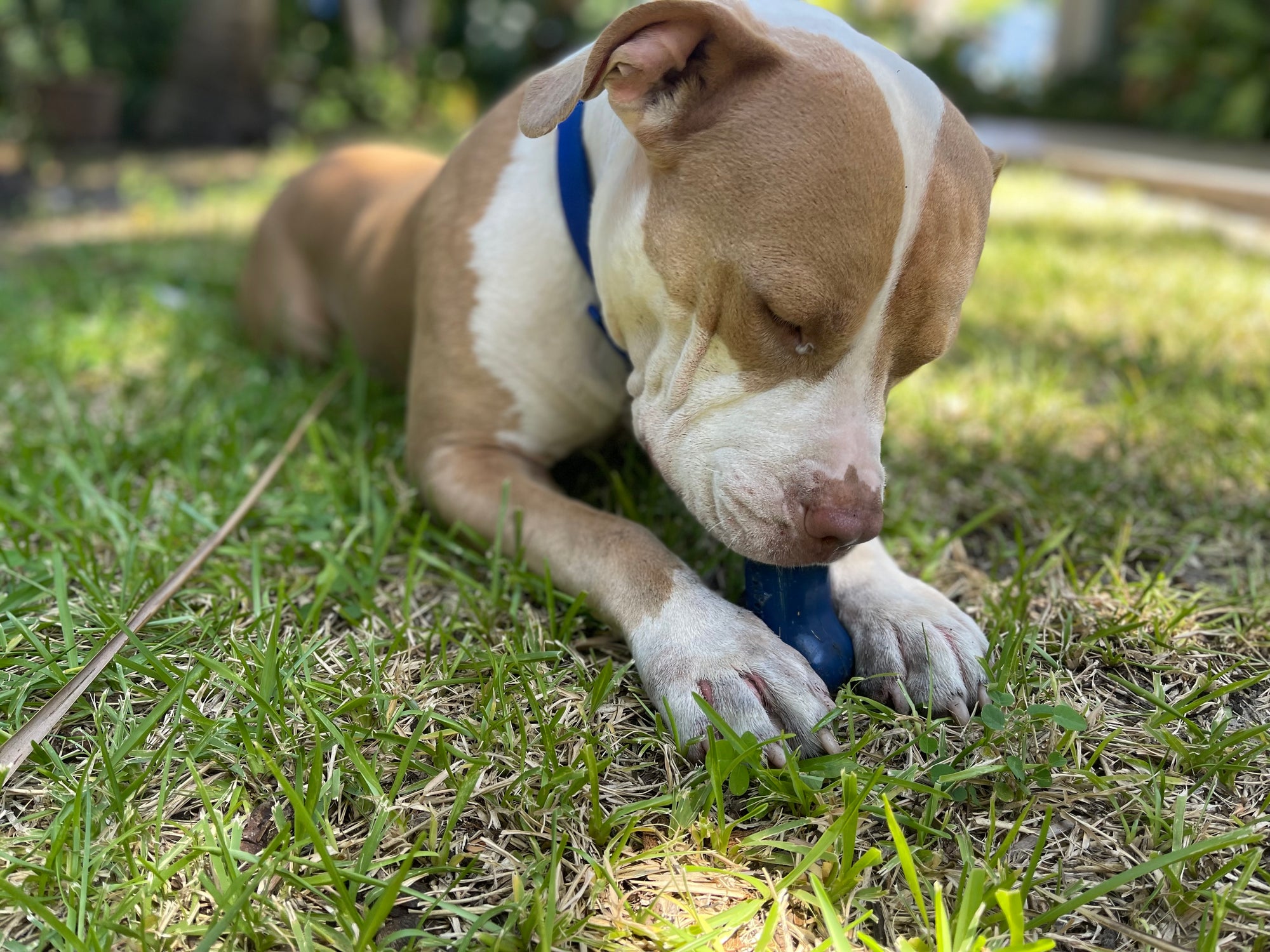 Why Is Freezbone the Best Dog Feeder for Your Furry Friend?