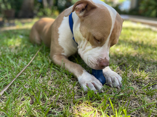 Why Is Freezbone the Best Dog Feeder for Your Furry Friend? – Freezbone