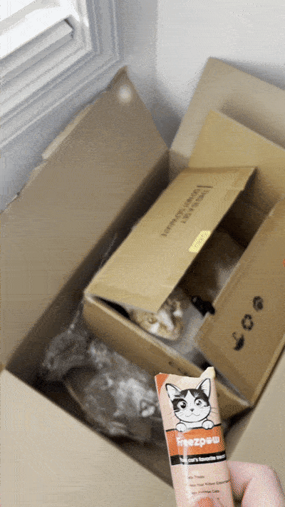 The First Week After Adopting a Cat: A Day-by-Day Guide for New Cat Parents
