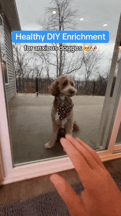 Back to the Office? The Exit Strategy That Helps Prevent Separation Anxiety