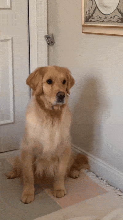 Is Your Dog Ready for Summer? Start Preparing During National Pet Preparedness Month