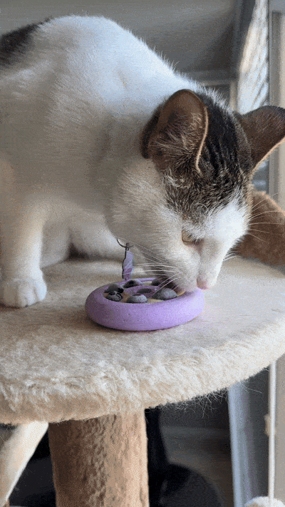 Slow Feeding for Overweight Indoor Cats – Freezbone