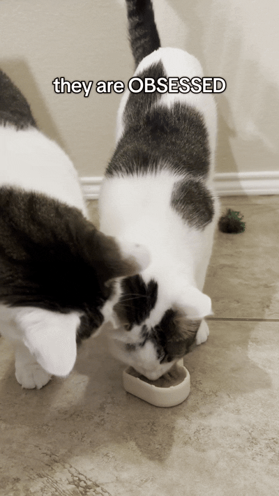 Indoor Cat Boredom: The Signs Cat Owners Usually Miss