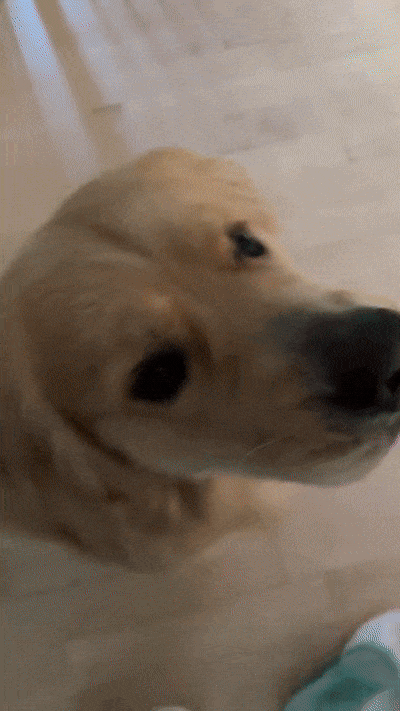 From Anxious to Happy: How Enrichment Helps Shelter Dogs Thrive