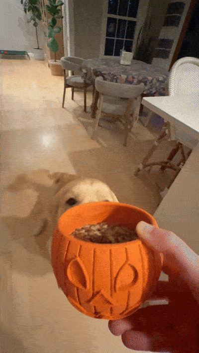 Pumpkin for Pups: A Halloween Superfood