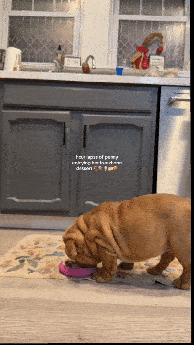 7 Frozen Dog Treat Recipes Your Dog Will Beg For (Ready in 5 Minutes)