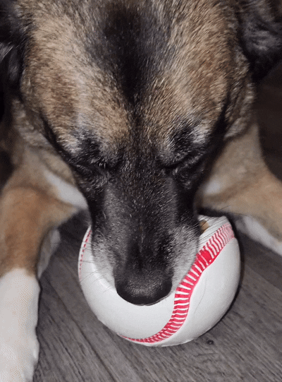 Why Winter Walks Alone Aren’t Enough for Dogs