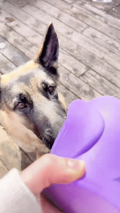 Canine Fitness Month: What Actually Keeps Dogs Active (Without Overdoing It)