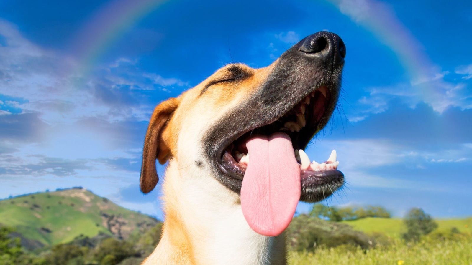 Canine Ice Cream Craze: Exploring America's Latest Obsession with Frozen Dog Treats