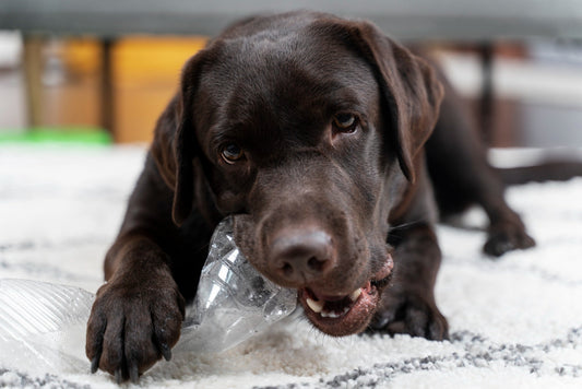 Why Is My Dog Chewing Everything? The Real Reasons and How to Stop It?