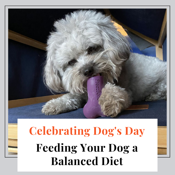 Celebrating National Dog Day