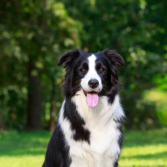 Border Collie Enrichment and Feeders: How to Satisfy the World's Most Demanding Brain