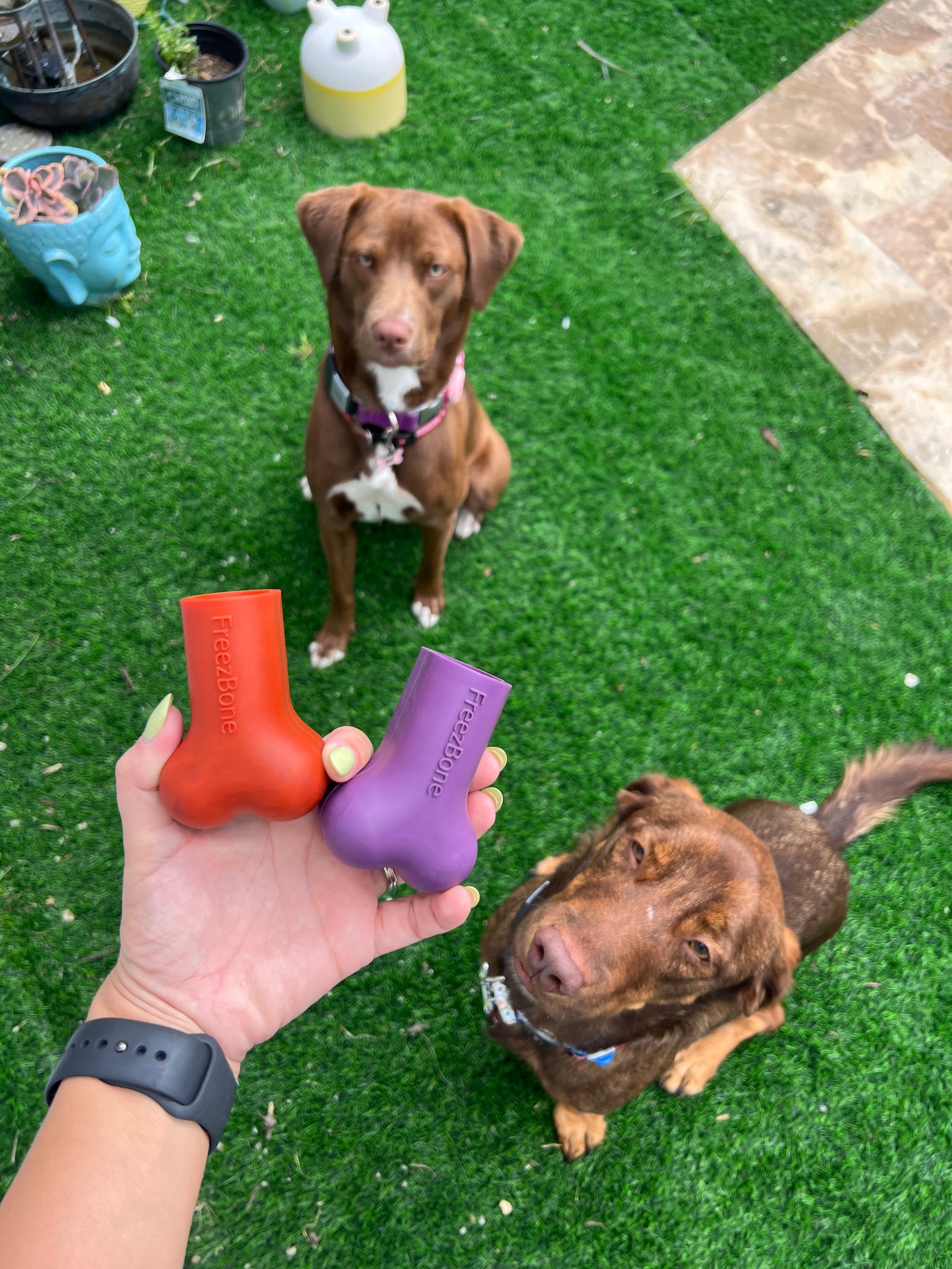 Summer Activities for Your Dog and How to Keep Them Cool