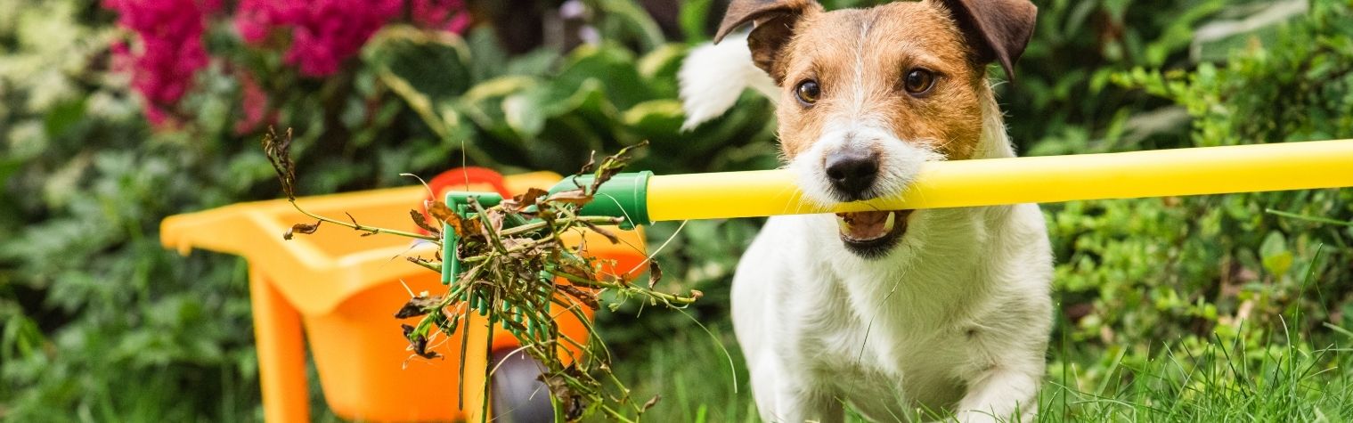 Spring into Pet Wellness: Your Ultimate Guide to a Season of Joy and Health