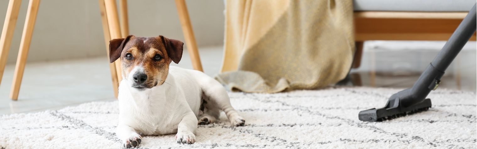 Spring Cleaning with Pets: A Tail-Waggingly Clean Home