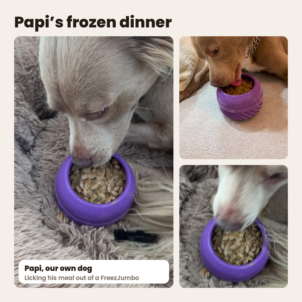 FreezJumbo in purple filled with kibble, with Papi, our own dog, licking his meal out of it