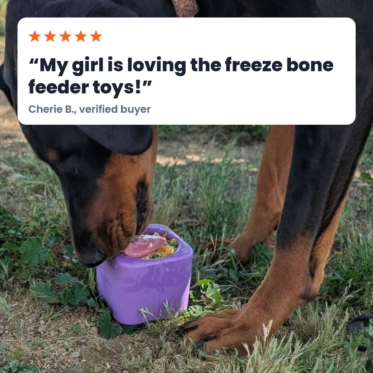 Freezbox in purple with a big black and tan dog licking it in the grass. Review: My girl is loving the freeze bone feeder toys! Cherie B., verified buyer