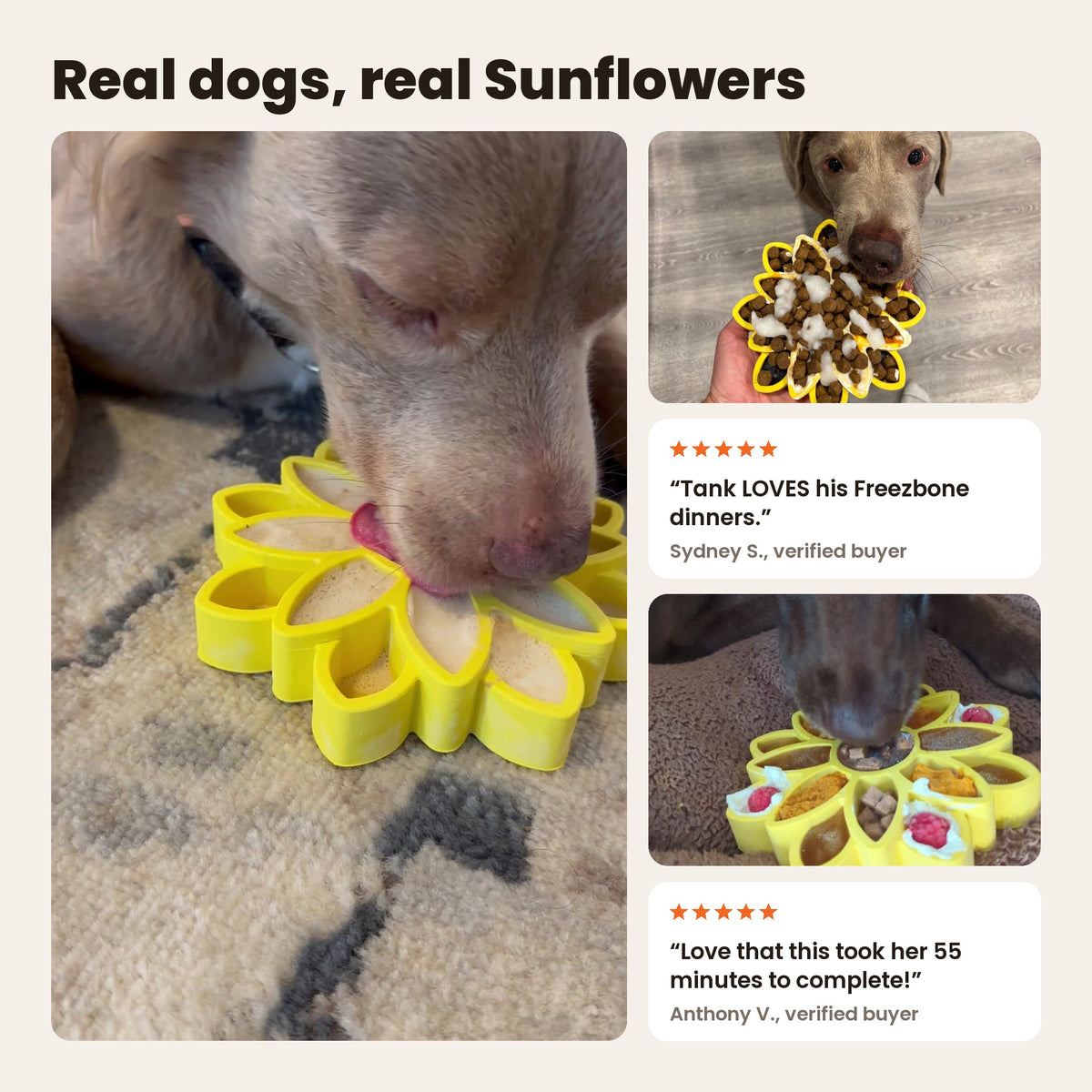 FreezSunflower: a dog licking a yellow FreezSunflower, a lab with a filled sunflower and a dog licking it on a bed. Reviews from Sydney S. and Anthony V.