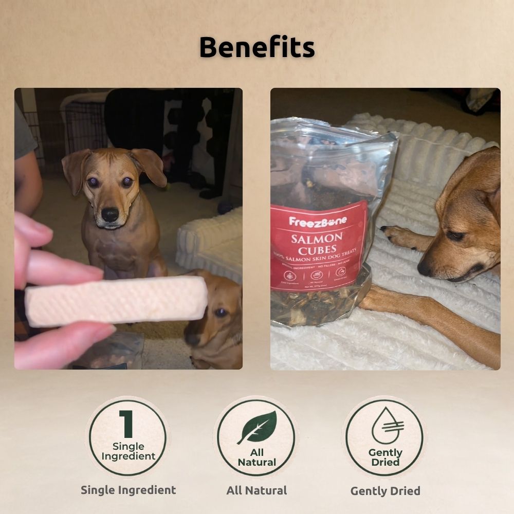 Freezbone Ultimate Dog Treat Bundle – 5 All-Natural Fish & Chicken Treats (Value Size)