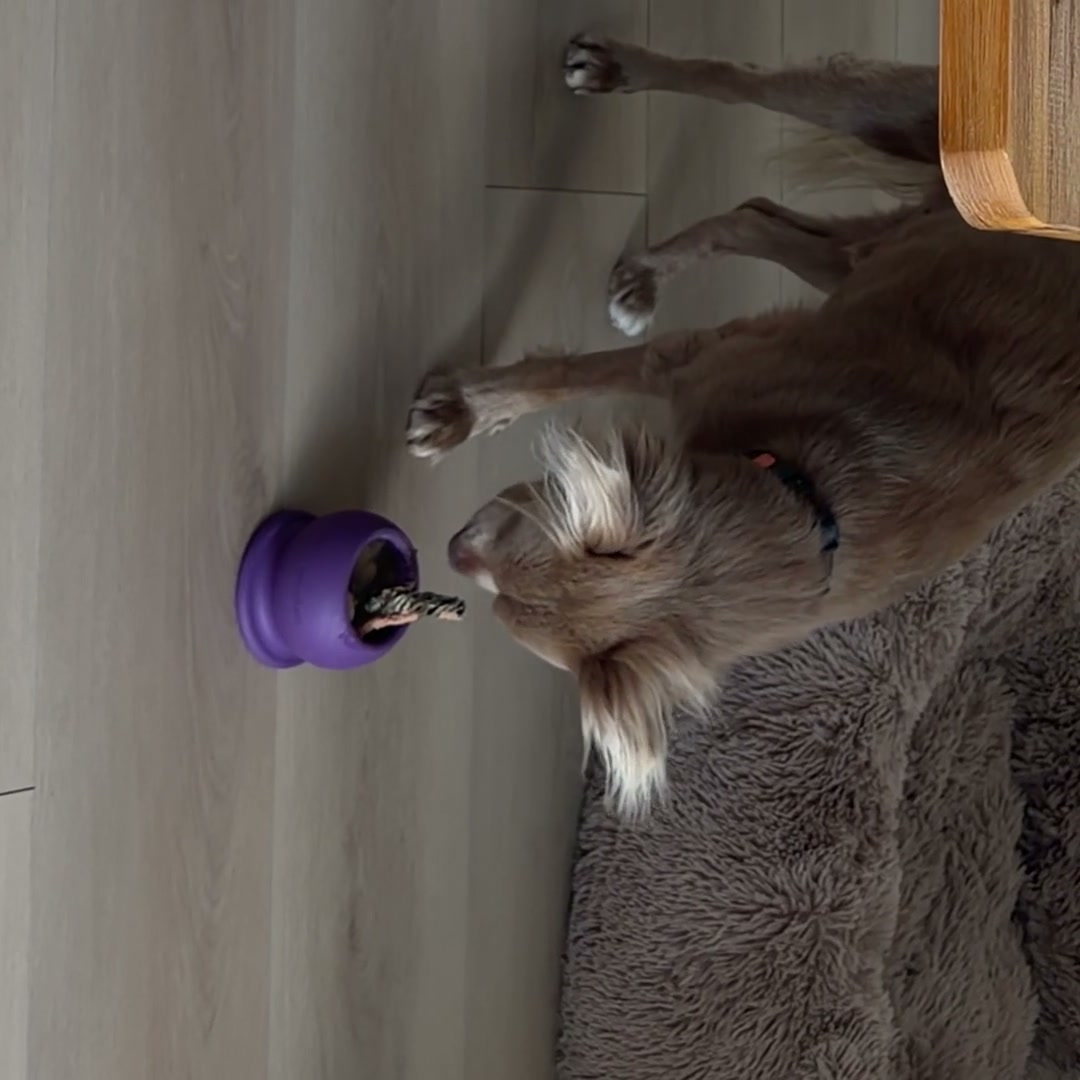FreezBall in 8 seconds: filling it with yogurt and blueberries, putting it in the freezer, and a dog licking it